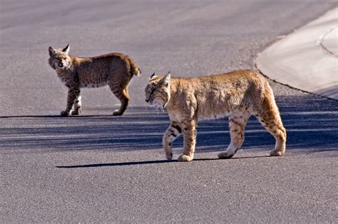 Walk on the Wild Side: Javelina, mountain lion, bobcat, coyote, deer – your backyard could also ...