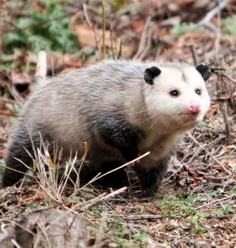 Playing Possum: North America’s only marsupials can adapt to changing ...