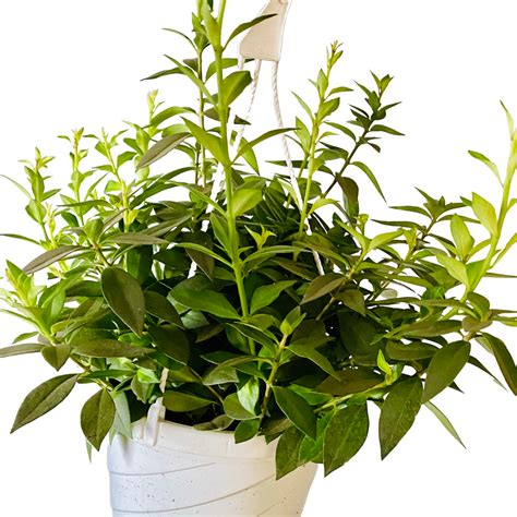 Purple Star Lipstick Plant Hanging Basket – Extra large (8″) – Plant Van