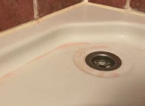 Pink Mold in Bathroom | Everything about Serratia marcescens