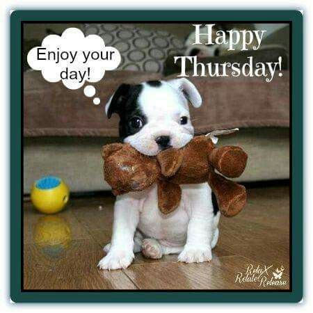 10 best Dogs on Thursday... images on Pinterest | Happy thursday, Thursday and Dia de