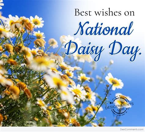 Best Wishes On National Daisy Day - Desi Comments