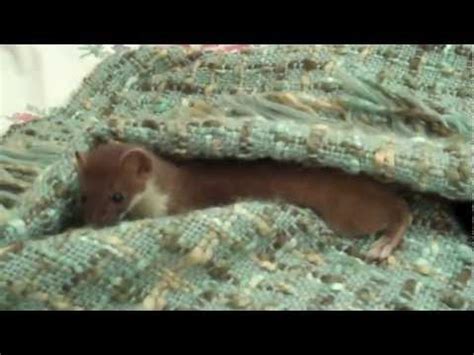 Cute baby stoat playing (video) | Amazing Creatures