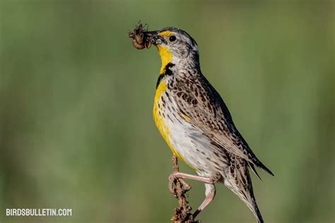 What Do Western Meadowlarks Eat? - Birds Bulletin