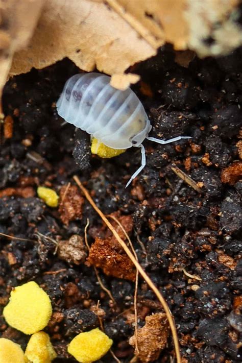 Shiro Utsuri Isopods (Nesodillo archangeli) Care Guide