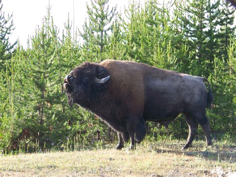 Yellowstone Bison Water