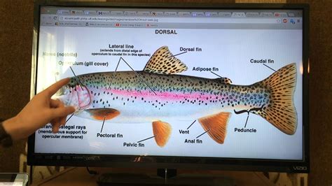 Anatomy Of A Rainbow Trout Clearance | cdlguaiba.com.br