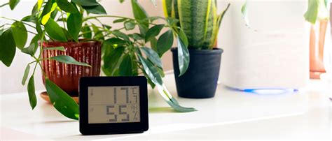 Snake Plants: Easy Care Tips for a Stylish and Air-Purifying Addition ...