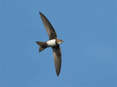 Alpine Swift Bird Facts (Tachymarptis melba) | Birdfact