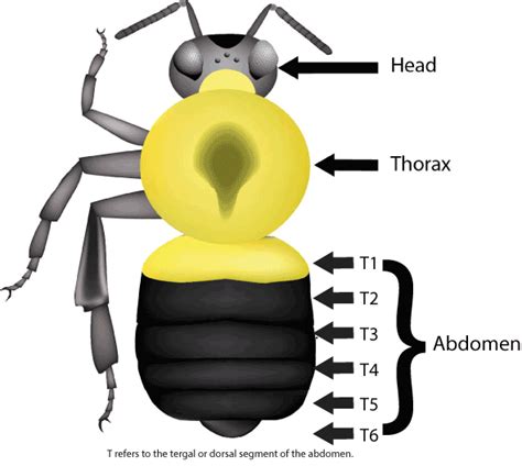 Bumble Bee Anatomy | Bumble Bee Watch | Insect anatomy, Bumble bee, Bee