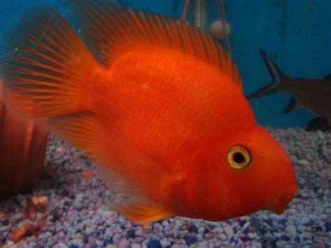 cichlids.com: Red Parrot