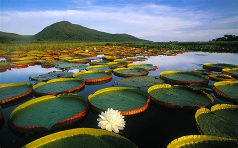 Image House | Latest Hd Wallpapers: Beautiful Lake Pantanal ...