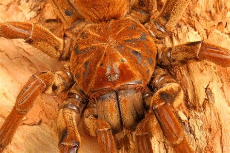 8 Horrifying Facts About the Goliath ‘Birdeater’ Spider From South America