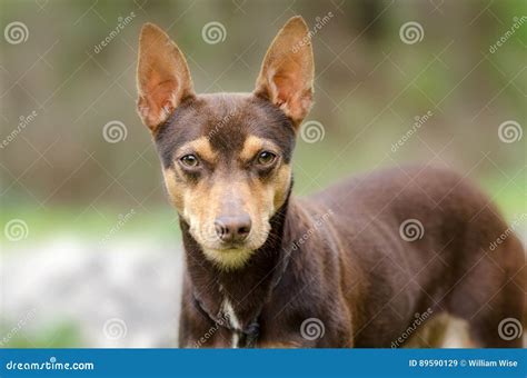 Chocolate Rat Terrier Mixed Breed Dog Adoption Photo Stock Image - Image of shelter, puppies ...