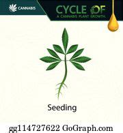 28 Cannabis Plant Life Cycle Illustration Clip Art | Royalty Free - GoGraph