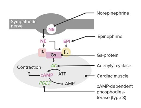 Phosphodiesterase Inhibitors | Concise Medical Knowledge