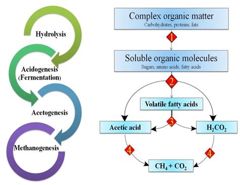 Flow diagram of the anaerobic digestion process. | Download Scientific Diagram