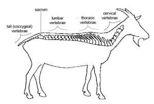 Notochord: Definition, Function and Structure | Biology Dictionary