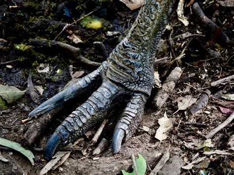 Are Cassowaries Dangerous? (Reasons They Attack + How To… | Birdfact