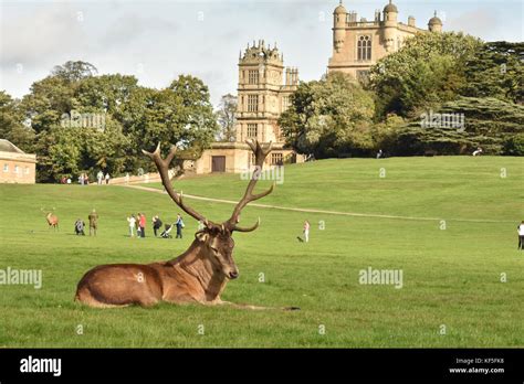 Wollaton hall Deer park, Stag in park Stock Photo - Alamy