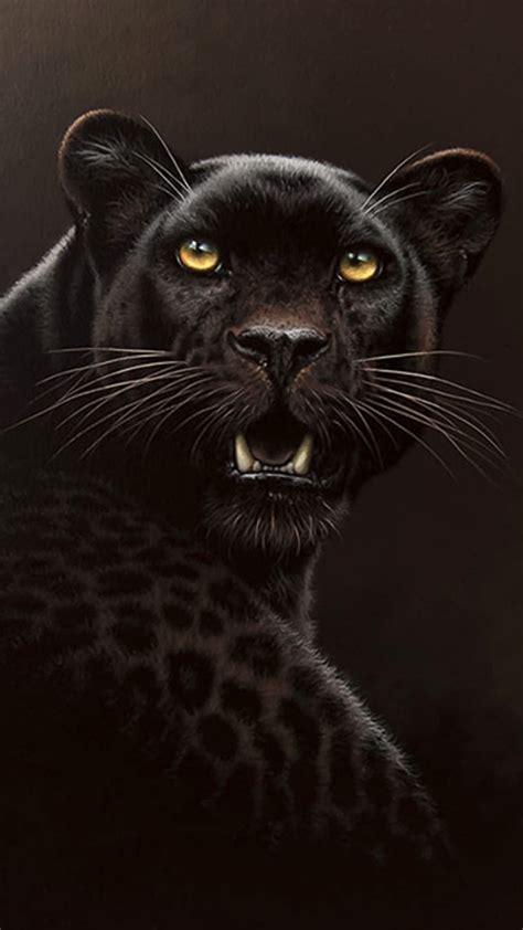 Cheetah Best Of Black Cheetah Of the Day - Left of The Hudson HD phone ...