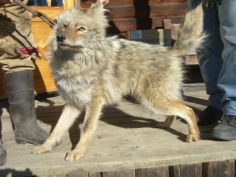 Coydog (Domestic Dog-Coyote Hybrid) Info, Temperament, Puppies, Pictures