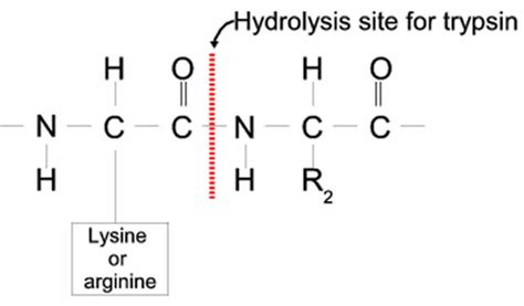 Trypsin enzyme function, production, cleavage & trypsin inhibitor