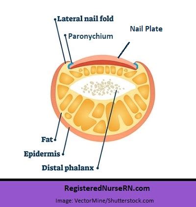 Nail Anatomy and Physiology Made Easy