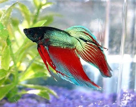 Picture 1 of 8 - Siamese Fighting Fish (Betta Splendens) Pictures & Images - Animals - A-Z Animals