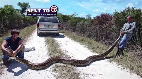 Snake trappers catch 15-foot python - ABC30 Fresno