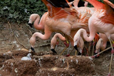 It’s flamingo hatching season! - Zoo Atlanta