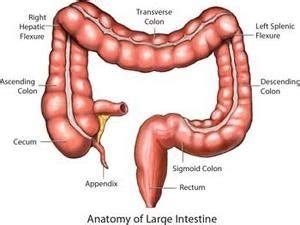 Cecum - Definition, Function, Location and Related Conditions