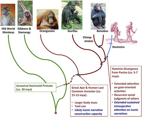 Stories Without Words | The Biocultural Evolution Blog