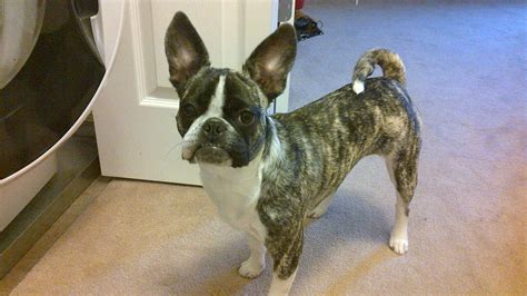 Showing her teefy's - Frug Stella (French Bulldog and Pug mix) French Bulldog Pug Mix, Frenchie ...