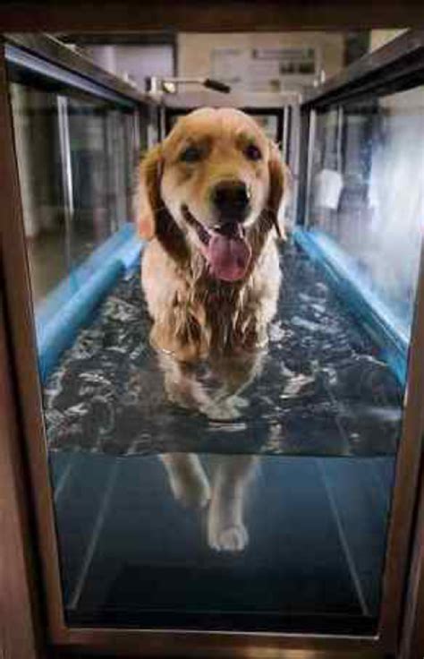 Underwater Treadmill Hydrotherapy | Animal Care Clinic