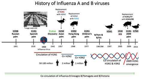 Timeline of the history of influenza virus circulation in humans since ...