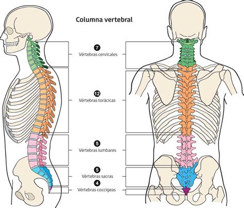 La columna vertebral: estructura y partes | ILERNA