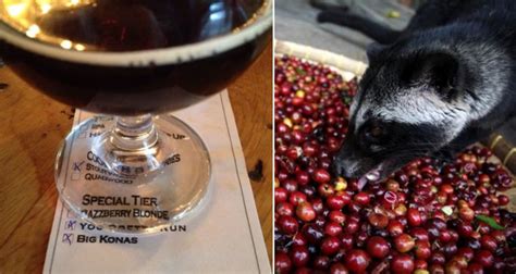 Civet Poop Coffee Fans: There's Now A Craft Beer Brewed With Kopi Luwak ...