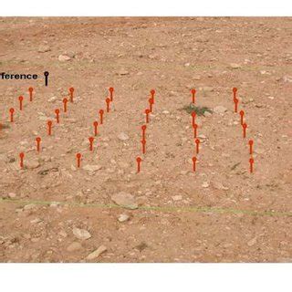 Erosion pins in square grids are installed to measure the gully ...