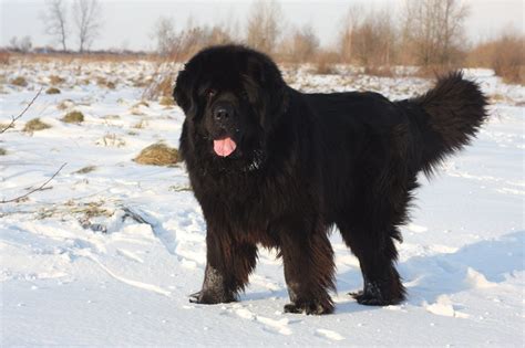 How Much Do Newfoundlands Cost