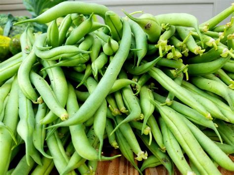 How To Freeze Fresh Green Beans Without Blanching - Great for Gardens!