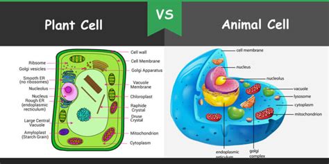 Lysosomes In Animal Cell