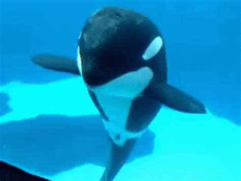 Orca Dancing GIF - Orca Dancing Dance - Discover & Share GIFs