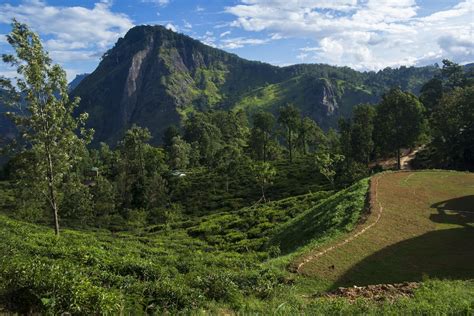 A landscape with trees and hills photo – Free Sri lanka Image on Unsplash