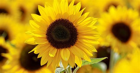 Sunflower festival at Hellerick's Family Farm in Doylestown, Pa ...