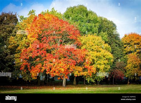 Colourful trees in a country park at Autumn Stock Photo - Alamy