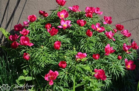 Peony tenuifolia rubra Plena ( Fern Leaf) | Floral Acres