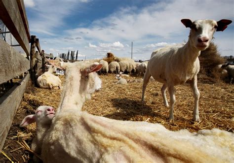 Quarantine continues following Alberta scrapie discovery | The Western Producer