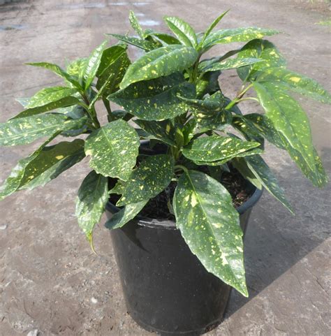 AUCUBA japonica 'Variegata' - T-Y Nursery