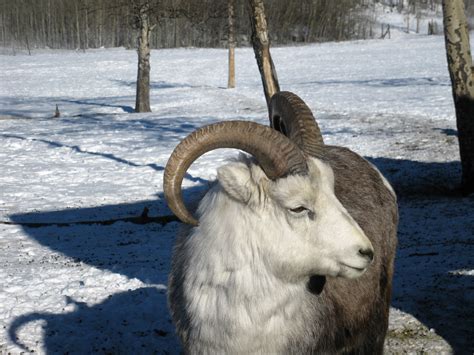 Dall Sheep in our Yukon WIldlife Preserve - Wilderness Yukon